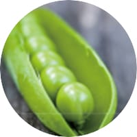 AnaGain-sprouts-of-organic-peas