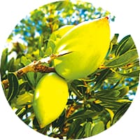 Organic-Argan-Oil-1