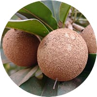 Organic-Sapote-Oil